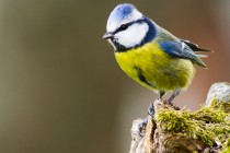 20160117 Mesange bleue 019.jpg